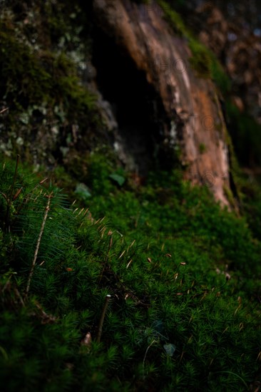 Spruce seedling (Picea abies) growing in moss, in the background a tree hollow, Neubeuern, Germany, Europe