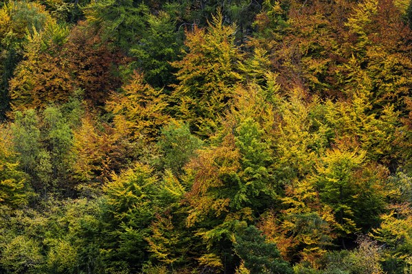 Colourful autumn forest, autumn, autumnal, tree, forest, foliage, colour, romantic, romantic, season, autumn landscape, colourful, colourful, picturesque, texture, Valais, Switzerland, Europe