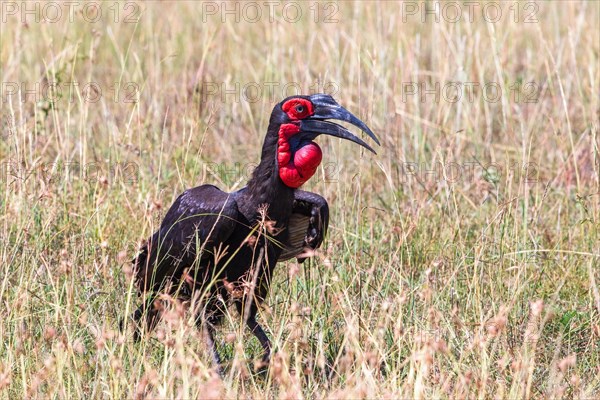 Southern ground hornbill (Bucorvus leadbeateri) in the grass on the savanna in east africa, Maasai Mara, Kenya, Africa