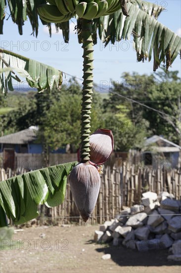 Banana (Musa paradisiaca), opened banana blossom, Trinidad, Cuba, Central America