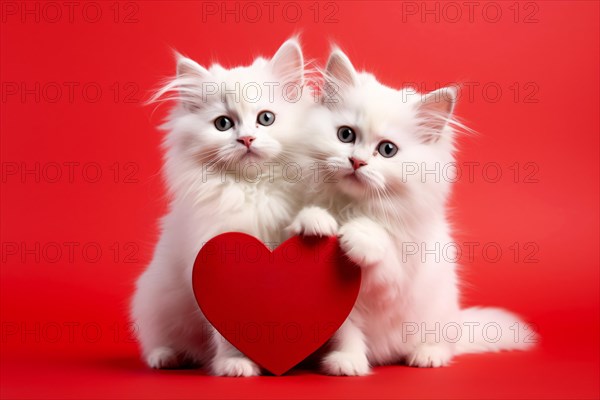 Two white persian cats holding red Valentine's day heart. KI generiert, generiert AI generated