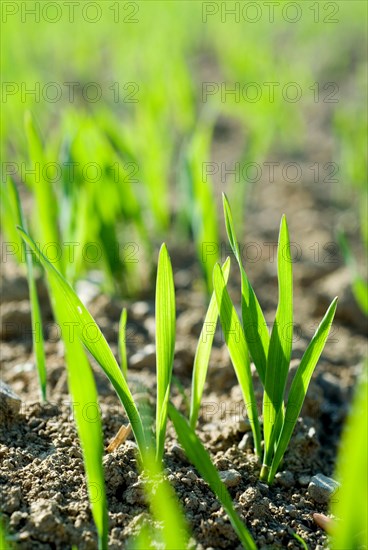 Young shoots of a cereal plant, backlit, wheat, rye or barley