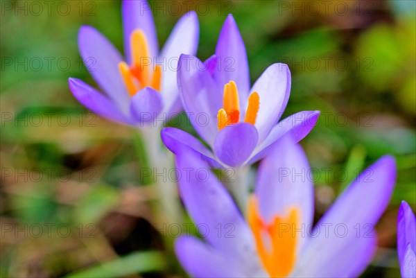 Spring crocus (Crocus Vernus) Munich, Bavaria, Germany, Europe