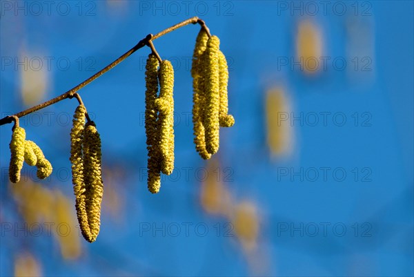 Flower of Hazel shrub (Corylus Avellana)