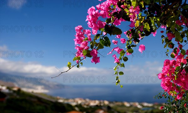 Bougainvillea, La Palma, Canary Islands, Spain, Europe