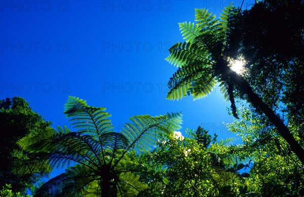 Fern trees, Abel Tasman National Park, South Island, New Zealand, Oceania