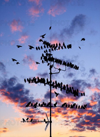 Flock of common starlings (Sturnus Vulgaris) on TV antenna Munich, Bavaria, Germany, Europe