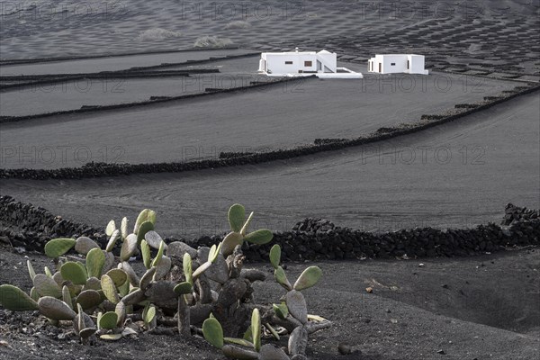 Wine growing in volcanic ash pits protected by dry stone walls, Yaiza, Lanzarote, Canary Islands, Spain, Europe