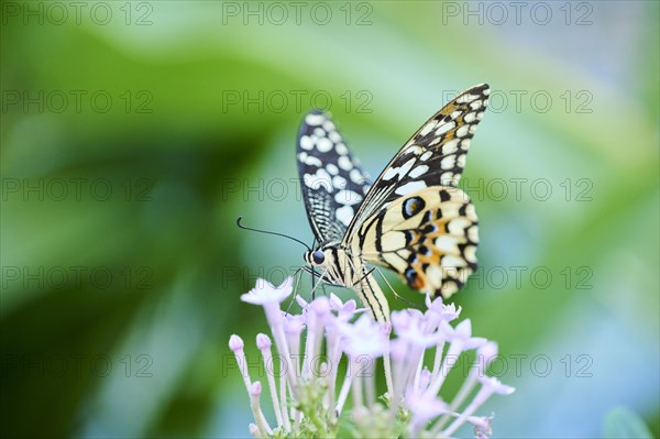 Lime butterfly (Papilio demoleus) sitting on a flower, Germany, Europe