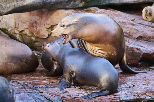 California sea lion (Zalophus californianus) lying on a rock, captive, Germany, Europe