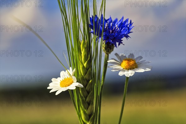 Cornflower (Centaurea cyanus), mayweed (Matricaria), green barleys (Hordeum vulgare), field flowers, wildflowers, detail, Weserbergland, Germany, Europe