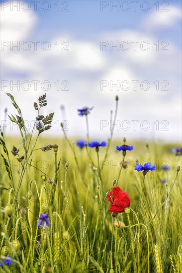 Red poppy flower (Papaver rhoeas), green barleys (Hordeum vulgare), cornflowers (Centaurea cyanus), field flowers, wildflowers in barley field, symbolic photo, organic farming, organic cultivation, Weserbergland, Polle, Lower Saxony, Germany, Europe