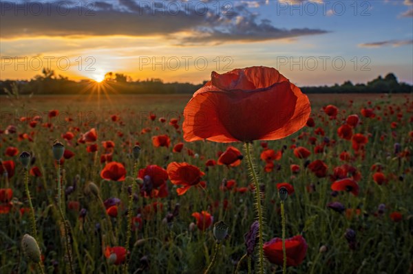 A field of poppies at sunrise with bright colours and a radiant sky, poppy (Papaver) at sunset