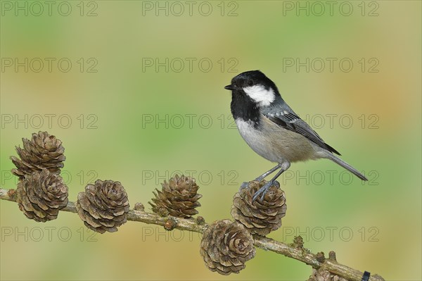 Coal tit (Parus ater), sitting on cones of a larch (Larix), Wilnsdorf, North Rhine-Westphalia, Germany, Europe