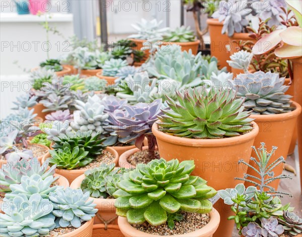 Various types of succulent in flower pots in the greenhouse. Closeup, selective focus