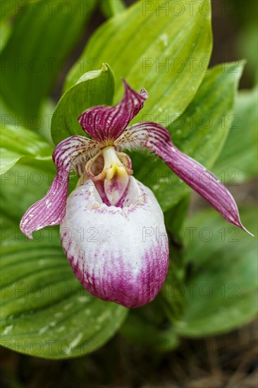 Beautiful orchids of different colors on green background in the garden. Lady's-slipper hybrids. Close up