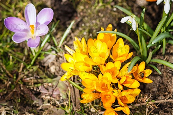 Purple and yellow crocuses germinate in the spring in the garden. Symbol of spring