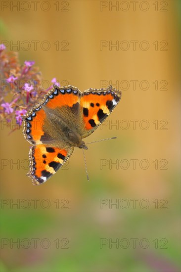 Small tortoiseshell (Aglais urticae), on butterfly bush or butterfly-bush (Buddleja davidii), Wilnsdorf, North Rhine-Westphalia, Germany, Europe