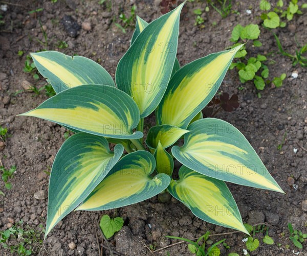 Yellow and blue variegated hosta in spring shady garden