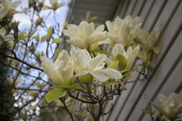 Blooming magnolia branch near the walls of the house