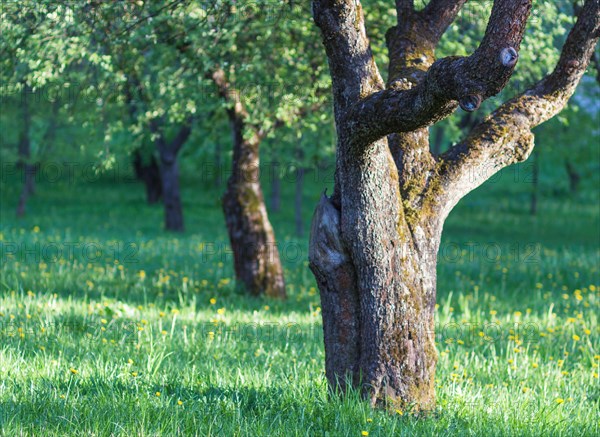 Blooming apple trees in spring park