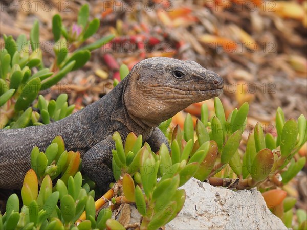 Gran Canaria giant lizard (Gallotia stehlini), Gran Canaria, Spain, Atlantic Ocean, Europe