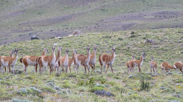 Guanaco (Llama guanicoe), Huanaco, herd, Torres del Paine National Park, Patagonia, end of the world, Chile, South America