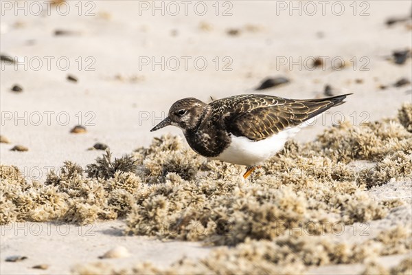 Ruddy turnstone (Arenaria interpres) in a light plumage foraging, beach, Henne, Syddanmark region, Denmark, Europe