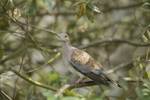 European turtle dove (Streptopelia turtur) adult bird on a tree branch, England, United Kingdom, Europe