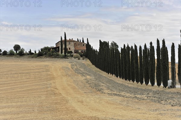 Cypress avenue with farmhouse, south of Pienza, Tuscany, Italy, Europe