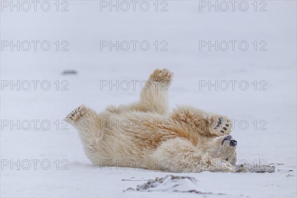Polar bear (Ursus maritimus), young, playing in the snow, Kaktovik, Arctic National Wildlife Refuge, Alaska, USA, North America