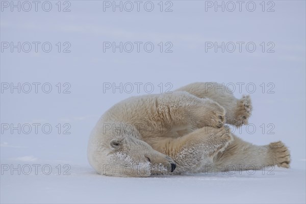 Polar bear (Ursus maritimus), rolling in the snow, funny, Kaktovik, Arctic National Wildlife Refuge, Alaska, USA, North America