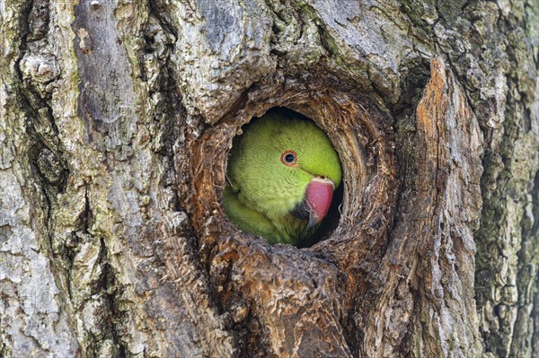 Rose-ringed parakeet (Psittacula krameri) looking out of its breeding den, wildlife, Germany, Europe