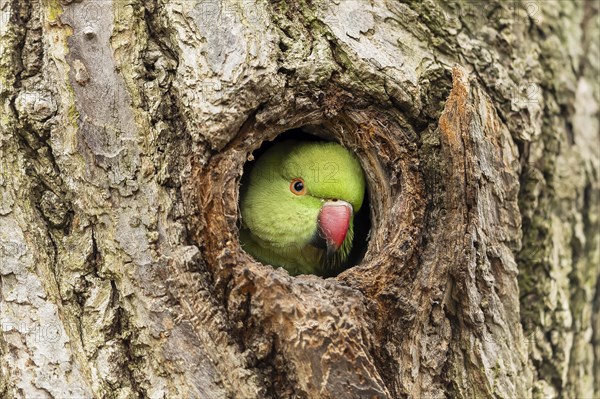 Rose-ringed parakeet (Psittacula krameri) looking out of its breeding den, wildlife, Germany, Europe