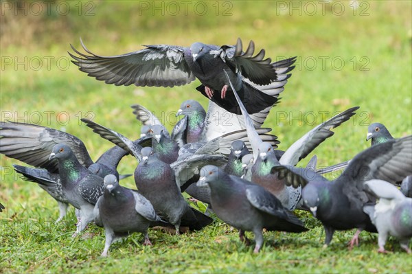 City dove (Columba livia forma domestica) in flight, wildlife, Germany, Europe