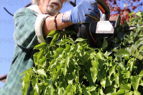 Man cutting hedges and greenery