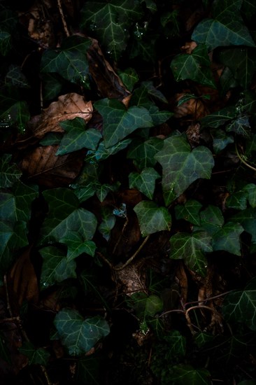 Common ivy (Hedera helix) on the forest floor, close-up, Neubeuern, Germany, Europe