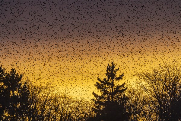 Natural spectacle in the Swabian Alb. Flocks of bramblings (Fringilla montifringilla) spend the winter near Schelklingen. They find plenty of food in the beech forests of the low mountain range. Experts estimate the number of birds at up to three million, Schelklingen, Baden-Wuerttemberg, Germany, Europe