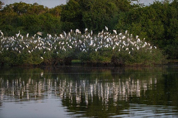 Cattle egret (Bubulcus ibis) roost Pantanal Brazil