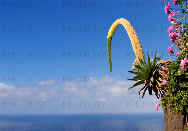 Foxtail or lion's tail Agave (Agave attenuata) La Palma, Canary Islands, Spain, Europe