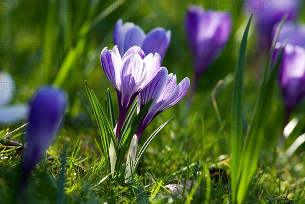 Lilac spring crocus (Crocus Vernus Vernus)