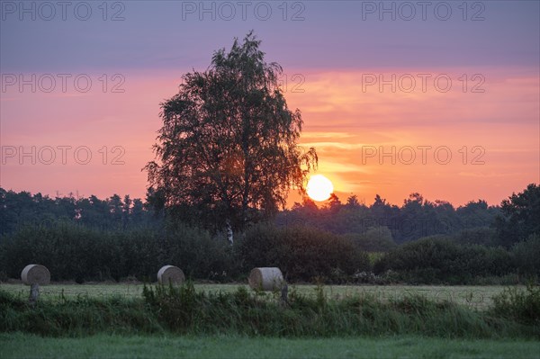 Meadow landscape, warty birch (Betula pendula), hay bales, at sunrise, Lower Saxony, Germany, Europe