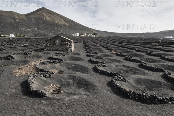 Wine growing in volcanic ash pits protected by dry stone walls, Yaiza, Lanzarote, Canary Islands, Spain, Europe