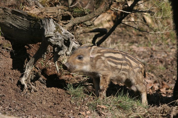 Wild boar (Sus scrofa) approx. 2 weeks old, Allgaeu, Bavaria, Germany, Europe
