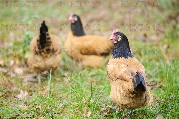 Chicken (Gallus gallus domesticus), 'Vorwerk', on a meadow, Bavaria, Germany, Europe