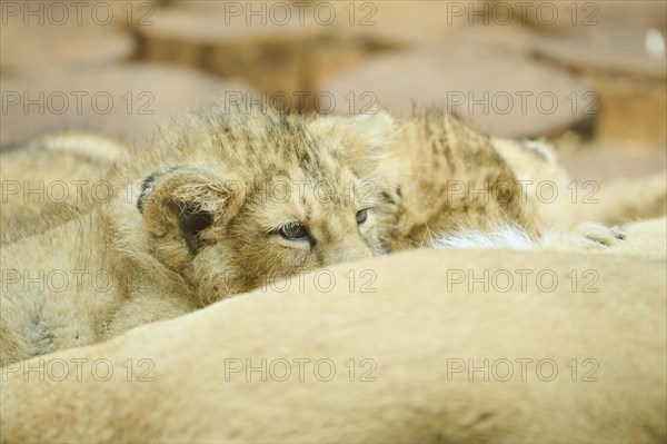 Asiatic lion (Panthera leo persica) cub, sugging milk from their mother, portrait, captive
