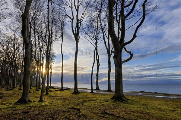 Sunset in the Ghost Forest with its striking trees by the Baltic Sea