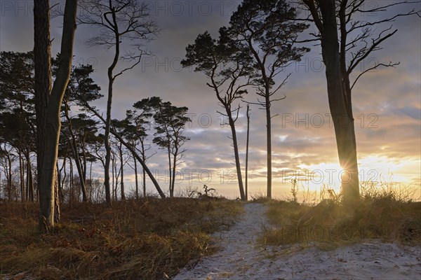 The view at sunset through the grass-covered dunes of the west beach near Prerow to the sea and the pine trees