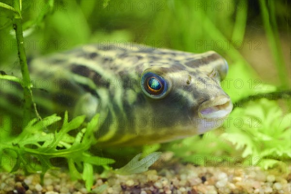 Pufferfish in an aquarium, Bavaria, Germany, Europe