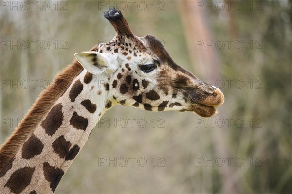 Reticulated giraffe (Giraffa camelopardalis reticulata), portrait, captive, Germany, Europe